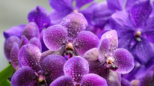 Colombia orchid sanctuary collects and clones endangered species
