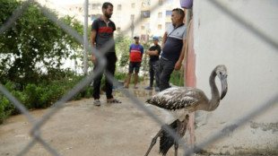 Algérie: des bénévoles sauvent près de 300 flamants roses menacés par la sécheresse