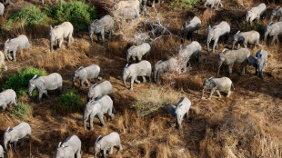 Cinq éléphants abattus au Tchad, craintes d'une reprise du braconnage