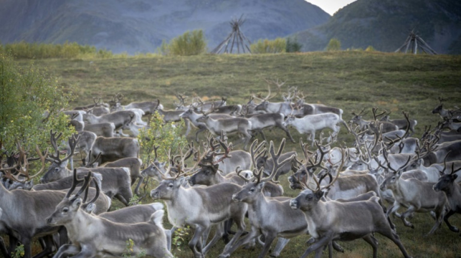 Crossing glaciers and fjords: Norwegian reindeer migrate for winter