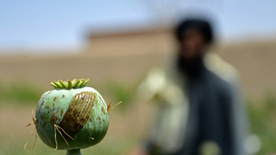 Poppy growth down 95% in Afghanistan since Taliban ban: UN