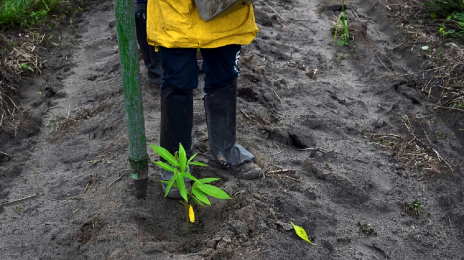 Mercado de carbono, o novo El Dorado da Amazônia brasileira?