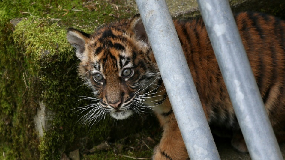 No more Tiger King: Biden signs bill banning big cat ownership