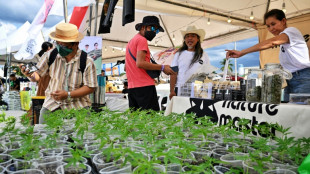 Revellers on cloud nine at cannabis festival as Thailand relaxes law