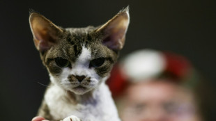 Verängstigter Kater in Lüneburg nach rund vier Tagen aus Baum gerettet