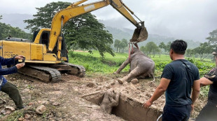 Baby elephant pulled from Thailand manhole in dramatic rescue