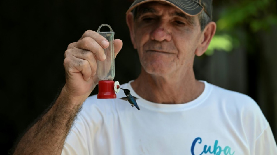 In Cuba, a haven for the world's tiniest bird