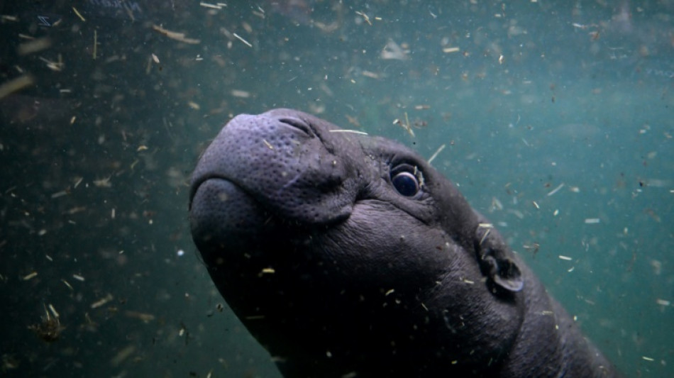 Mini-Flusspferd Toni wagt sich in Berliner Zoo erstmals in tieferes Wasser