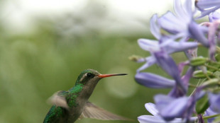 Schwebeflug von Kolibris vermutlich auf fehlendes Gen zurückzuführen