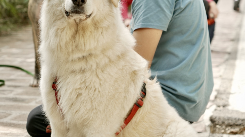 La Russa, è ora di autorizzare gli animali domestici al Senato