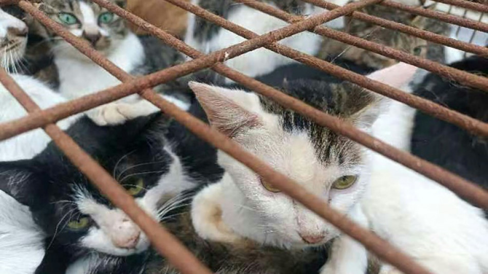 Chinese police rescue 150 cats headed for dinner tables