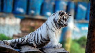 Eutanasian a una cachorra de tigre blanco con una enfermedad "incurable" en Grecia