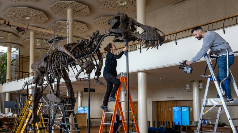 Una fundación compra el esqueleto de un T-Rex y lo exhibirá en Bélgica