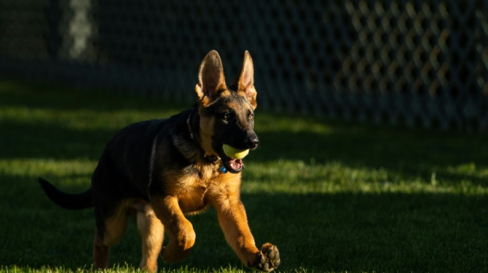 Cachorro de Biden é acusado de morder funcionários da Casa Branca