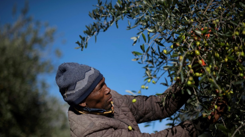 Sudáfrica se posiciona en producción de aceite de oliva de alta calidad