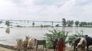 Heat, then floods ruin Pakistani farmers' livelihoods