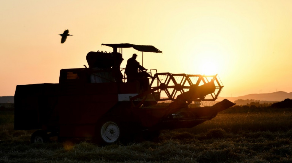 El trigo, un cereal indispensable y arma diplomática clave en la crisis alimentaria