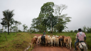 Experimento busca reconciliar criadores de gado com a Amazônia