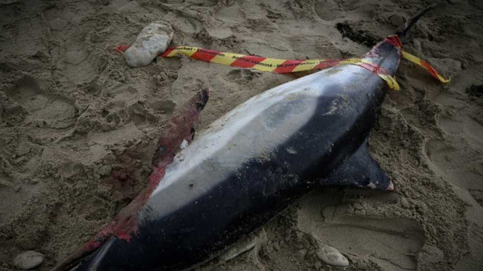 France: nouvel échouage "massif" de dauphins sur la côte Atlantique