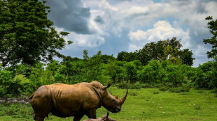 Poaching, horn trade declining but rhinos still threatened