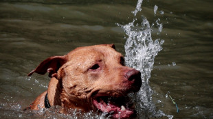 Petites piscines, parasols, friandises réfrigérées... à la SPA de Plaisir les chiens luttent contre la canicule