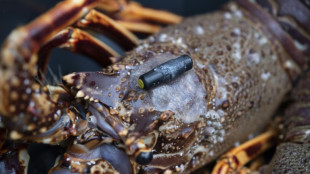 Dans la Manche, des poissons suivis à la trace... acoustique