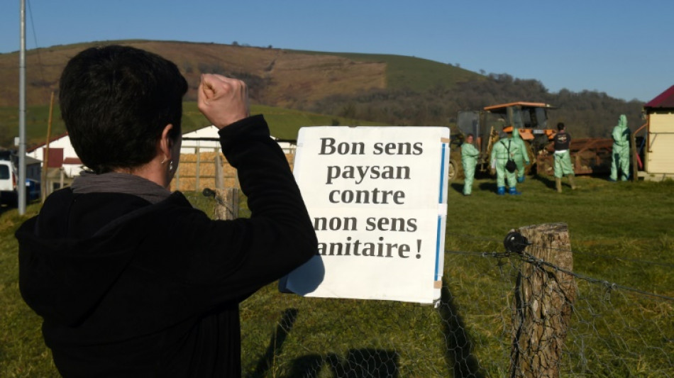 Francia sacrifica a 10 millones de aves por gripe aviar