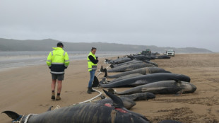 Australian rescuers race to save stranded pilot whales