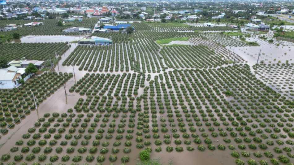 Floods submerge Vietnam's dragon fruit farms