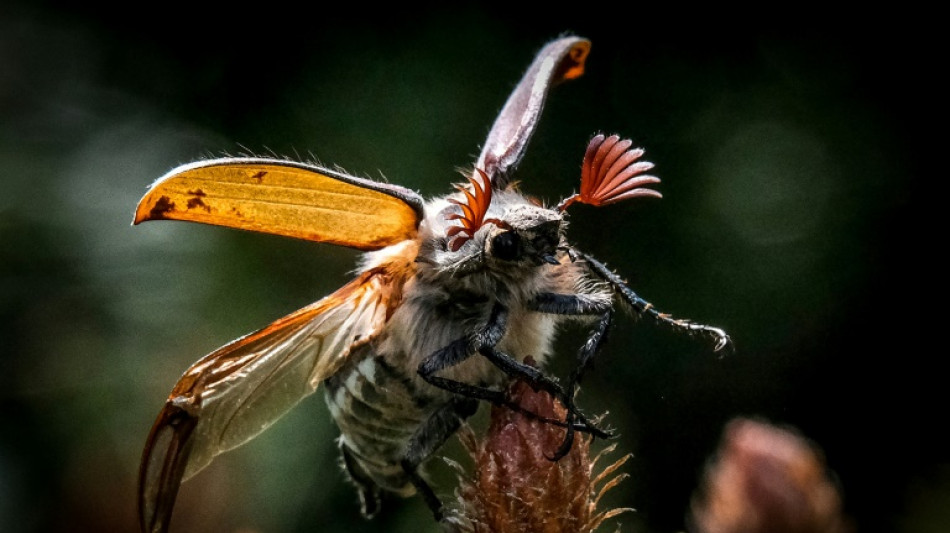 El calentamiento global y la agricultura intensiva, combinación mortal para los insectos, según estudio