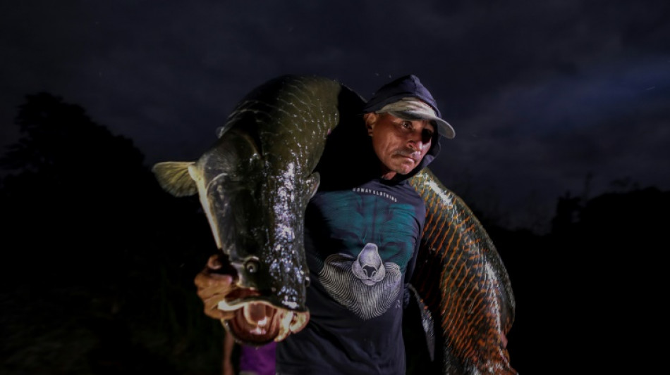 Pirarucu, o gigante e delicioso peixe ameaçado da Amazônia