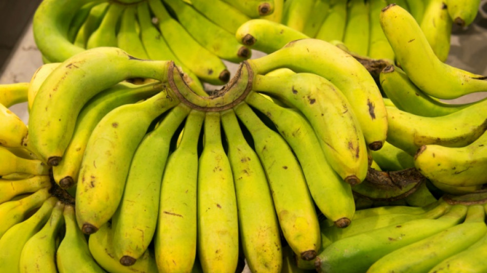 Nuevas variedades de banano para salvar el sector en las Antillas francesas