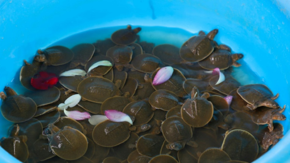 Hundreds of endangered baby giant turtles released into Cambodian river