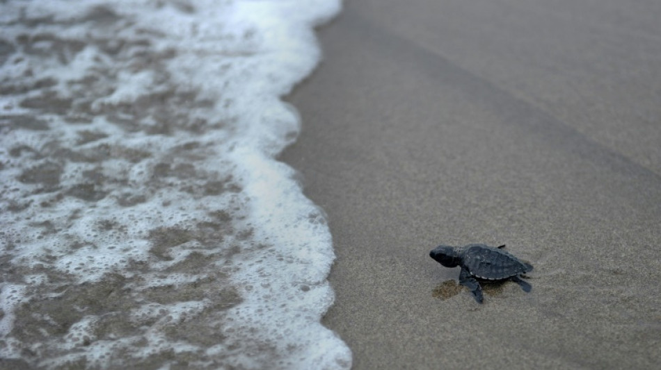 L'Etat veut intensifier la lutte contre le braconnage de tortues à Mayotte
