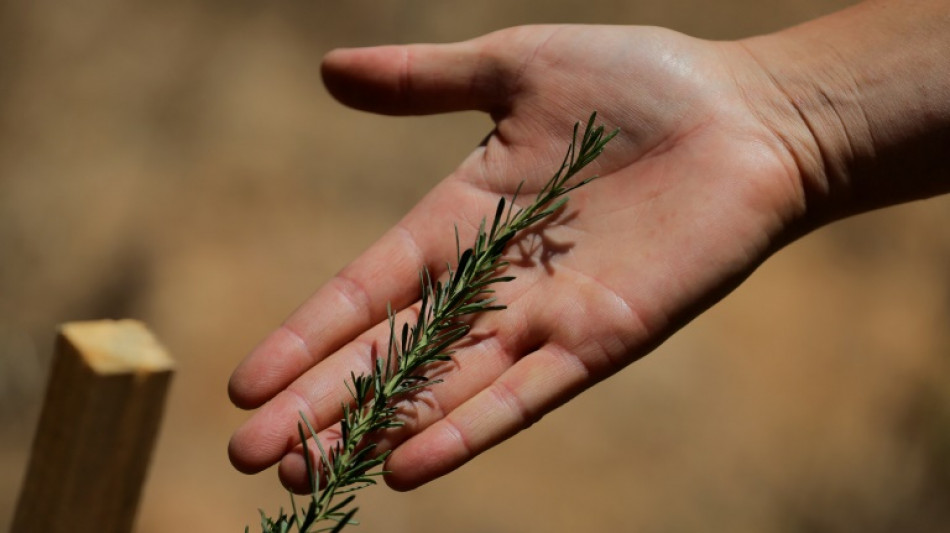 Disaster-hit Chilean park sows seeds of fire resistance