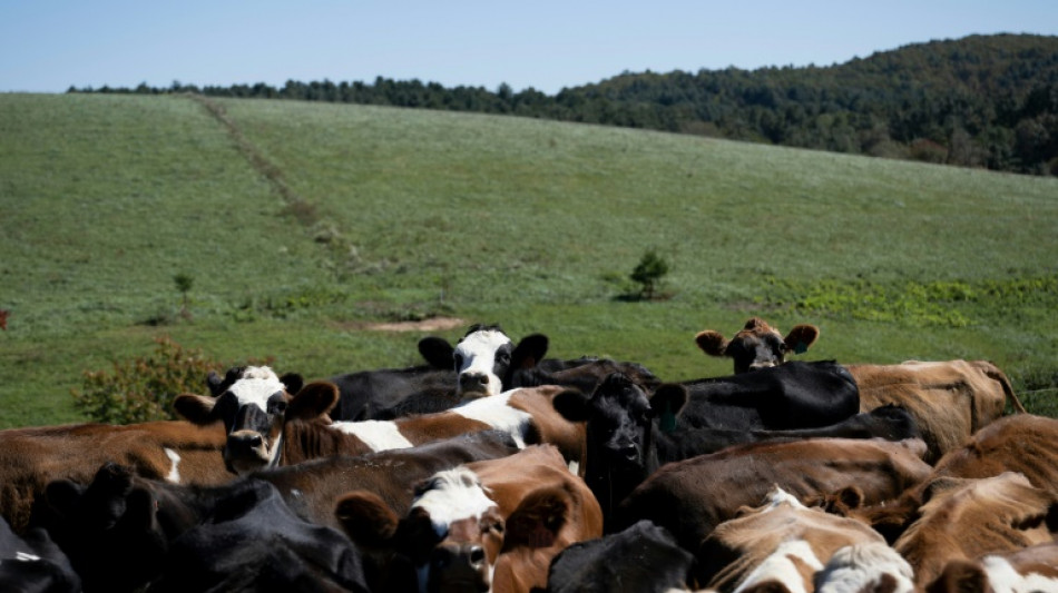 US cheesemakers learn to live with raw-milk regulations