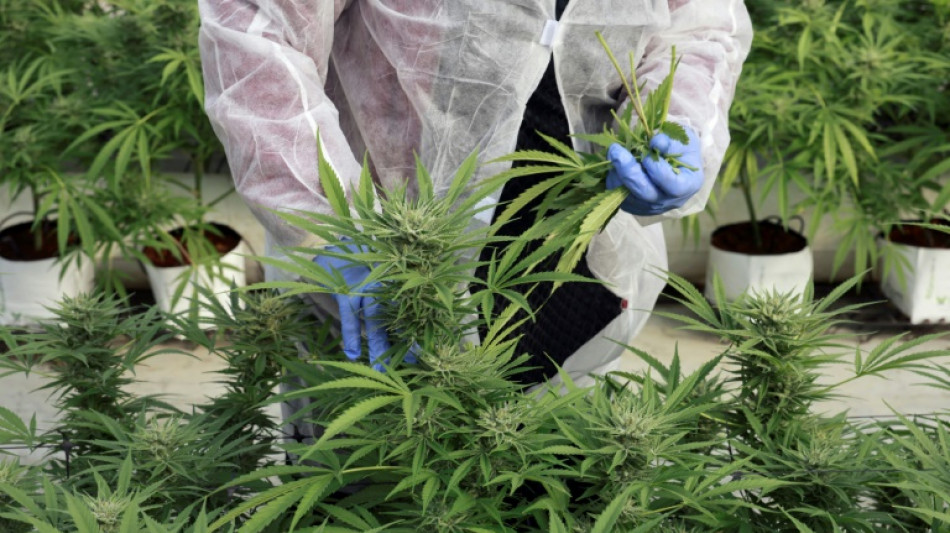 Una ciudad del desierto en Israel quiere convertirse en la "capital" del cannabis médico