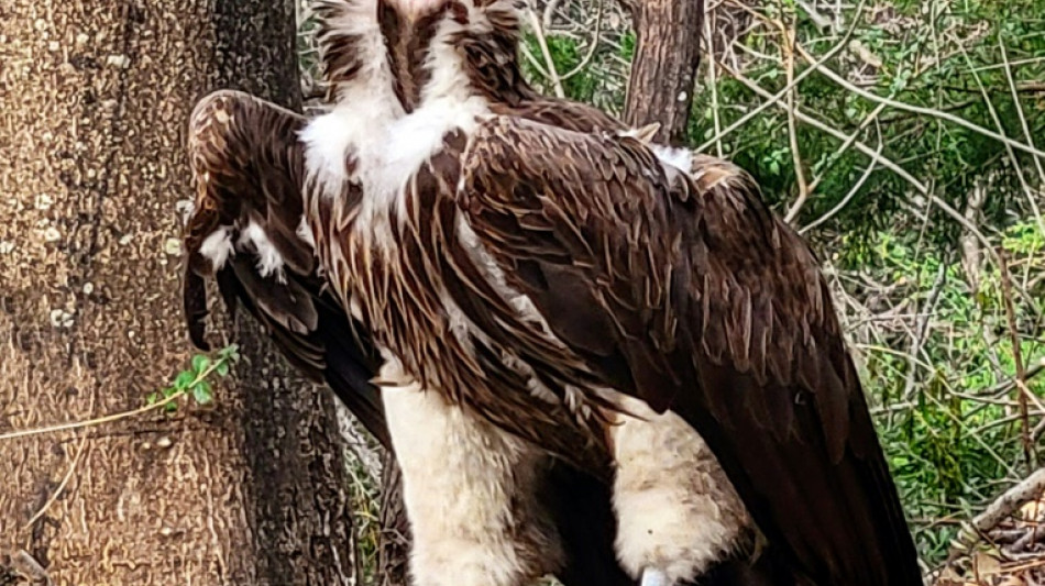 Vautour tué, panthère échappée: que se passe-t-il au zoo de Dallas ?