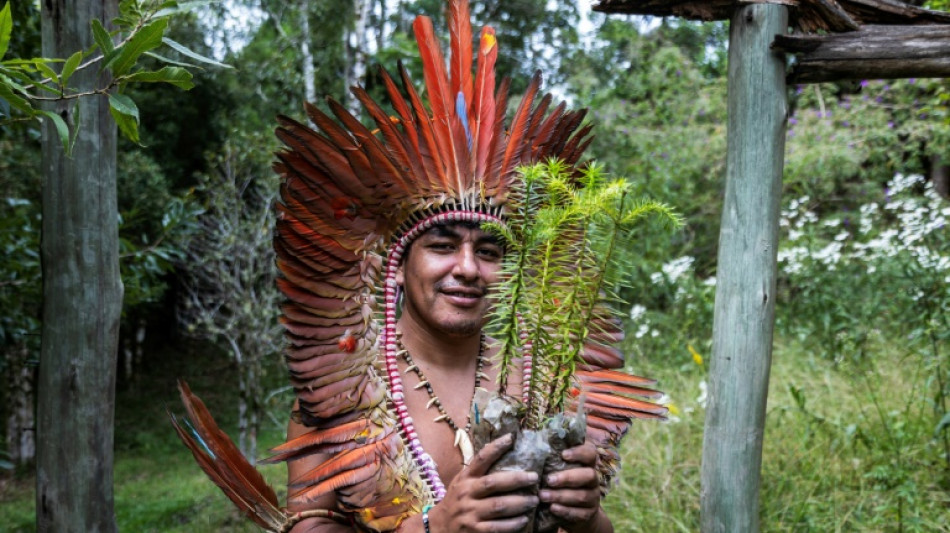 Indígenas intentan salvar las araucarias y a su propio pueblo en Brasil