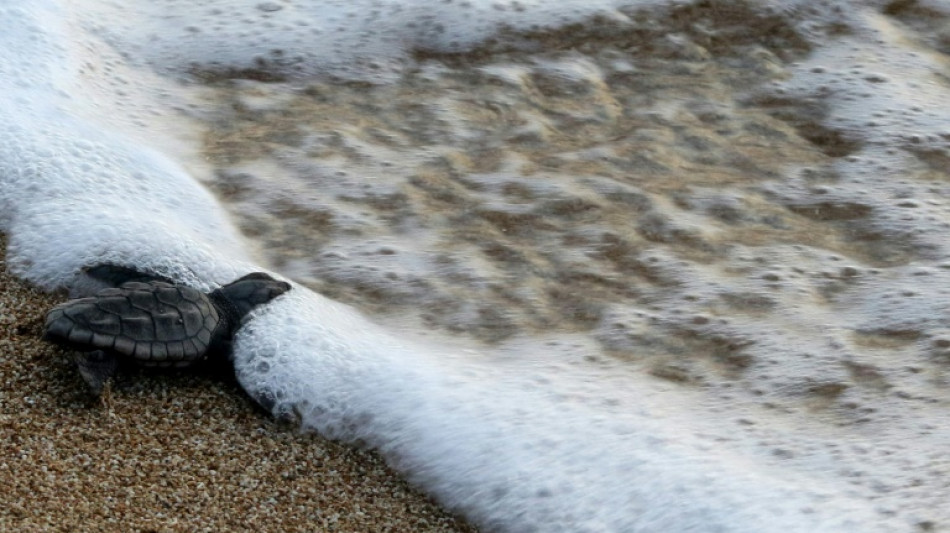 Prohibiciones estatales de bolsas plásticas en EEUU redujo contaminación en playas, según estudio