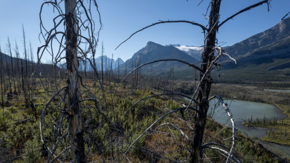 Incendios de bosques boreales, un fenómeno creciente que aumenta el cambio climático