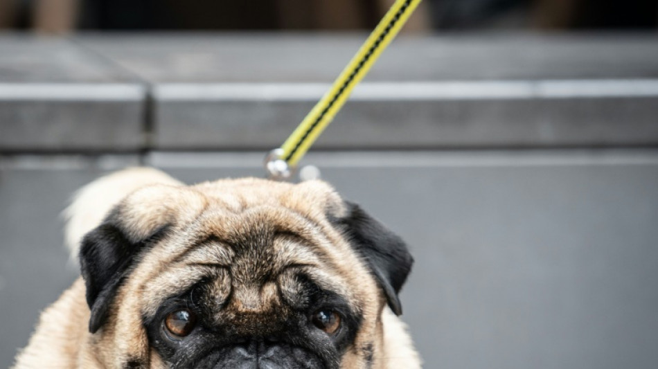 Dutch to ban unhealthy designer pets