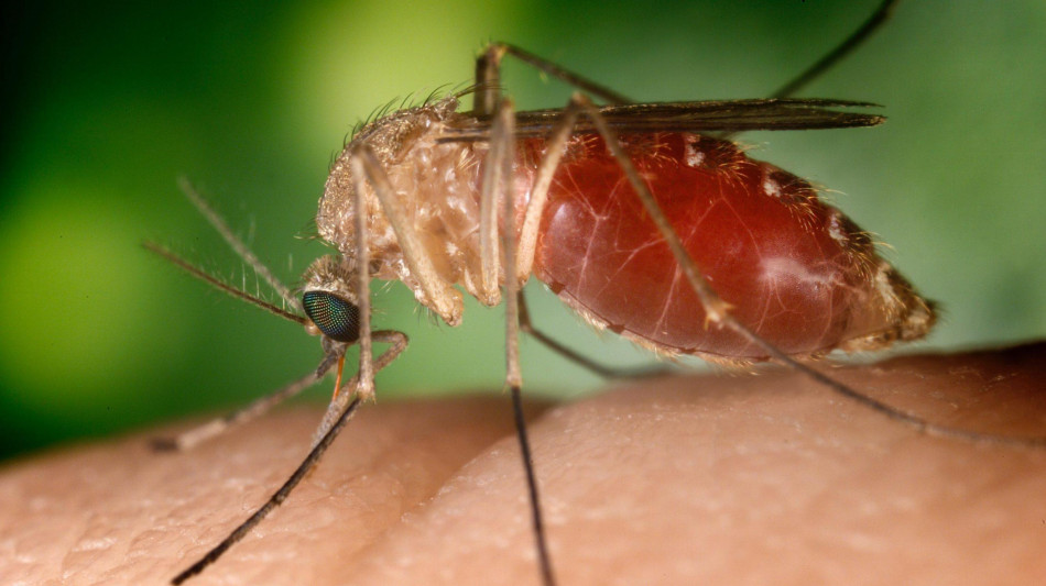 West Nile, primo caso umano nel 2024 nell'Oristanese