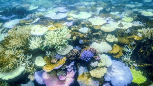 Parts of Great Barrier Reef suffer highest coral mortality on record