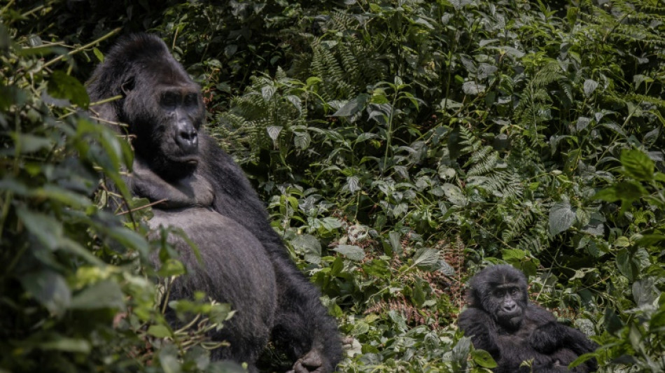 UN-Biodiversitätskonferenz wird von China nach Kanada verlegt