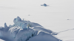 Científicos encuentran una nueva población de osos polares en una región sin hielo marino