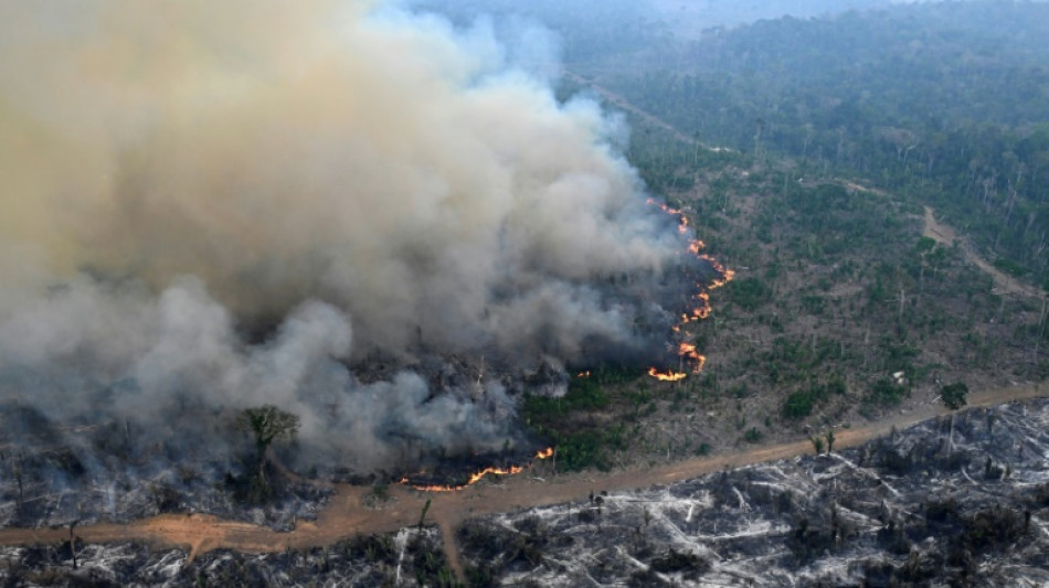 Amazon forest loses area the size of Germany and France, fueling fires