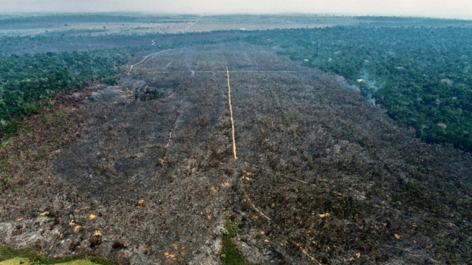 Incêndio criminoso destrói projeto de reflorestamento na Amazônia