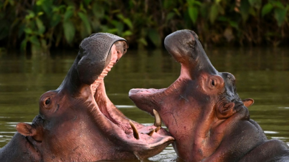 Colombia grapples with Escobar's hippopotamus legacy