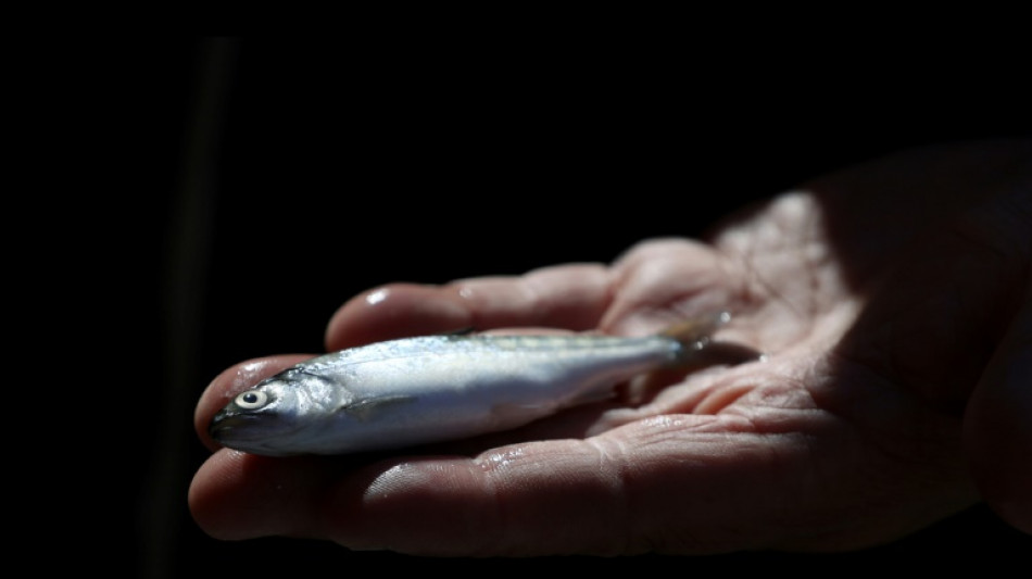 Thousands of salmon escape truck crash into nearby river